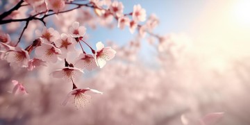 指尖的樱花这句歌词出自哪首歌?