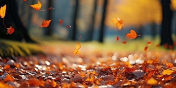 人生只有一个秋季究竟是哪首歌？