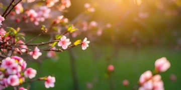 如桃花般的笑容出自哪首歌？