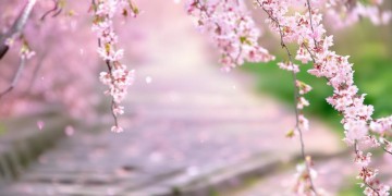 春天赏花搭配什么歌最合适？