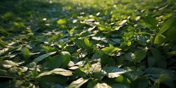 厚厚的叶子出自哪首歌？