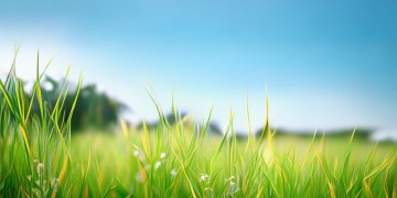 稻谷边是哪首儿歌的歌词呢？