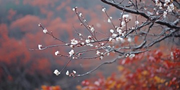 腊梅春风秋落叶究竟是哪首歌？